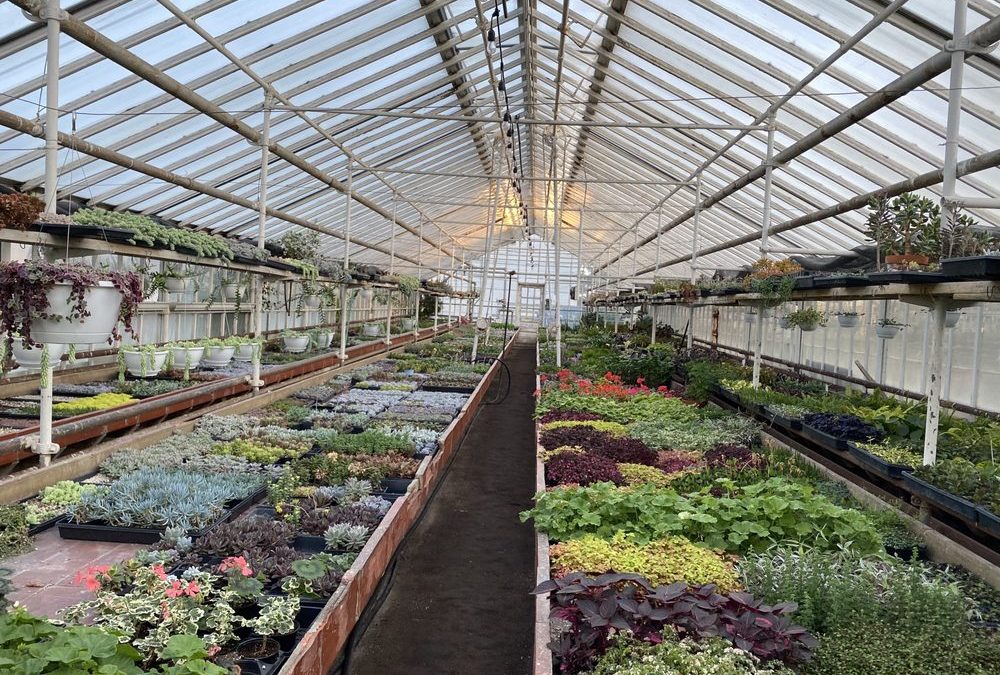 Discover the Beauty of Graye’s Greenhouse in Plymouth, MI