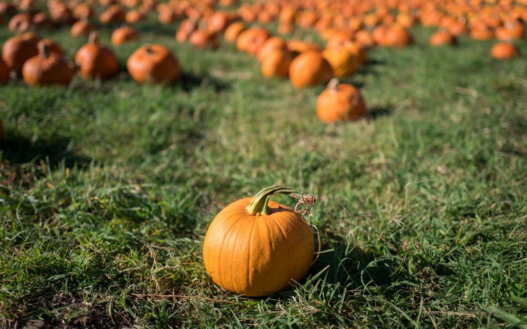 Pumpkins, Cider & Design: AIA Chapters’ Autumn Gathering in Plymouth, MI