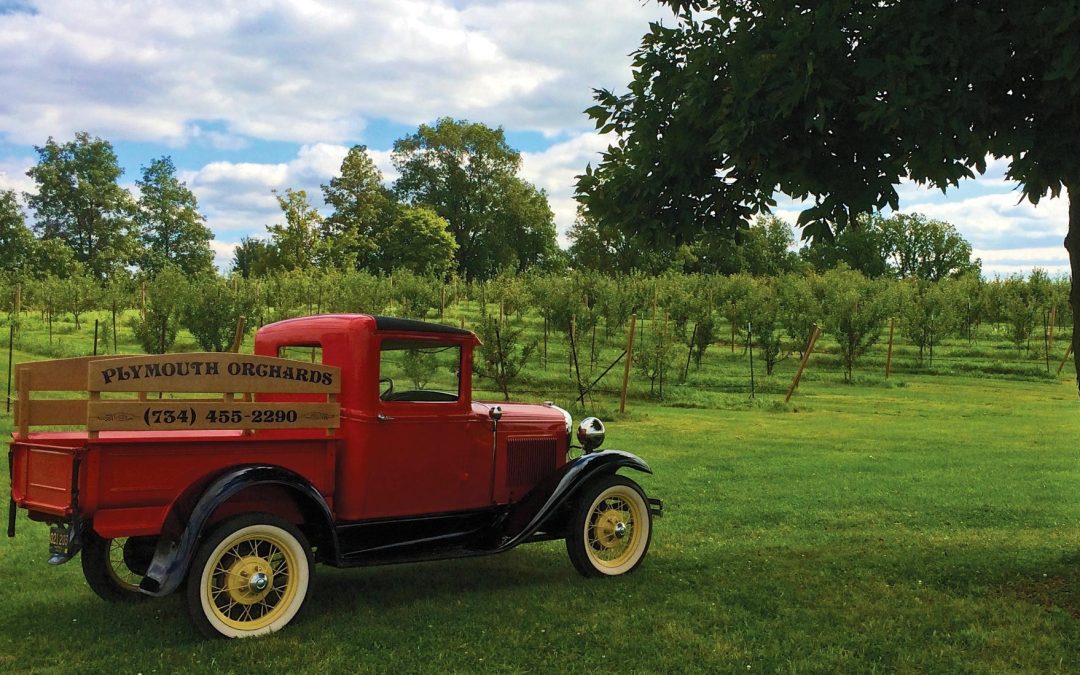 Plymouth Orchards & Cider Mill: A Slice of Autumn Heaven