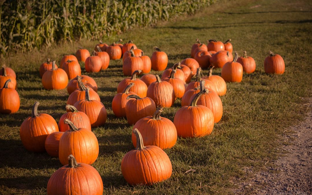 Pumpkin Palooza 2024: Plymouth’s Ultimate Fall Festival