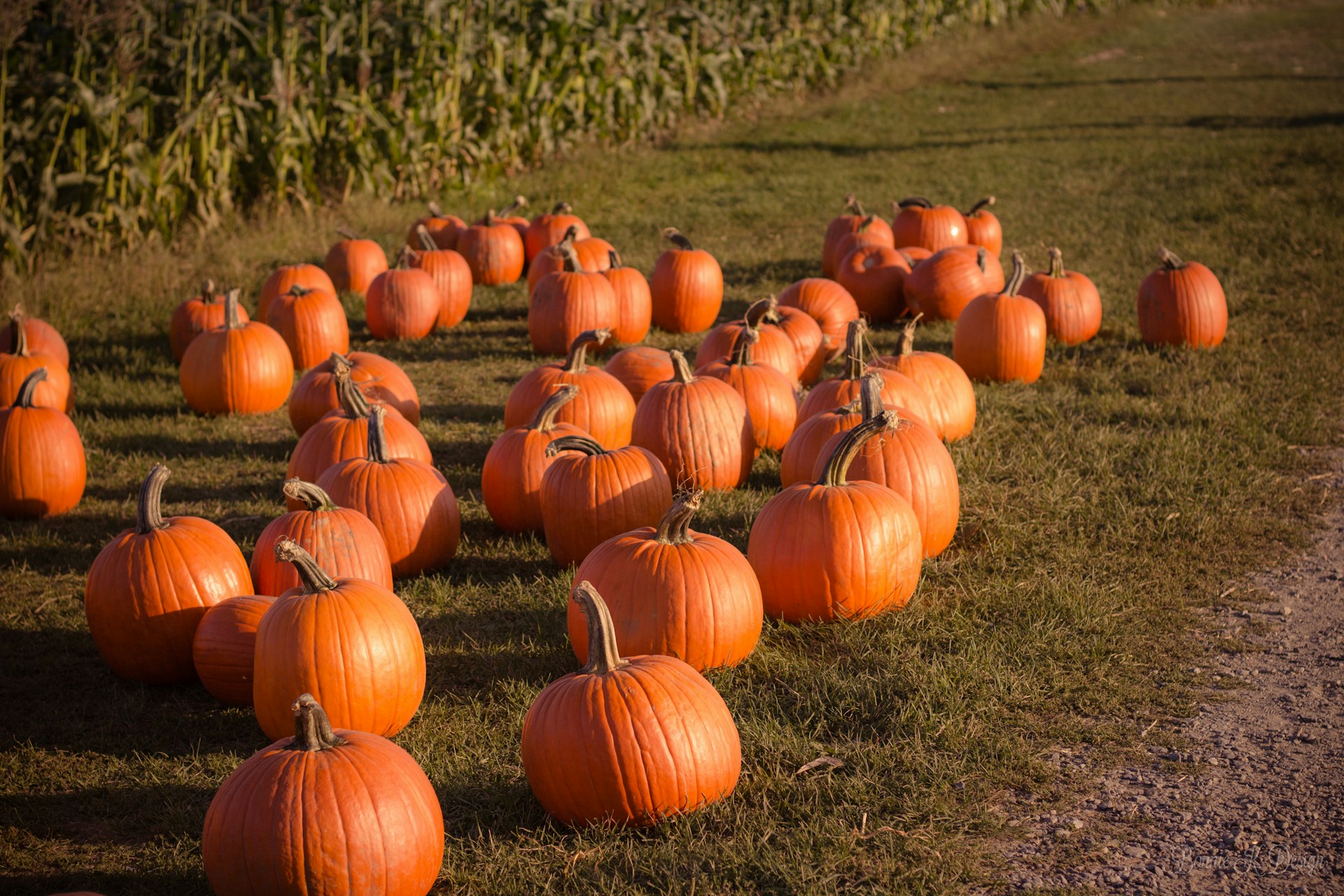 Pumpkin Palooza 2024: Plymouth's Ultimate Fall Festival