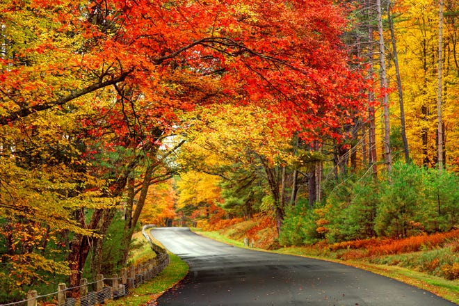 Scenic autumn road ideal for enjoying fall foliage drives around the Plymouth area.