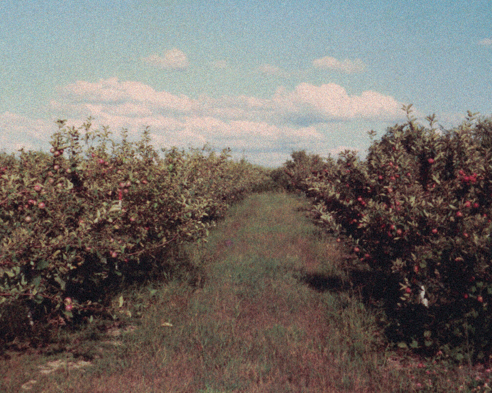A timeline marker from 1977 highlighting an early milestone in Plymouth Orchards’ history.